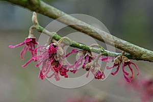 Ozark witchhazel Hamamelis vernalis Washington Park with purplish-red flowers